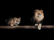 Jersey Stenzo Panel L�we, nachtblau