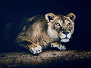 Jersey Stenzo Panel L�we, nachtblau