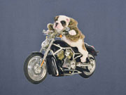 Jersey Stenzo Panel 2 in 1 Motorrad Hund jeansblau