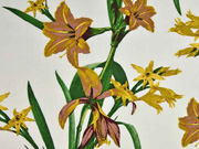 Viskose Leinen Blumen, gr�n senfgelb auf weiss