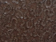 RESTST�CK 88 cm Stretch Samt mit Pailletten - taupe