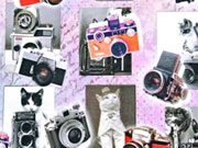 Jersey Digitadruck Katzen & Kameras