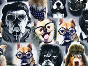 Jersey Digitaldruck Clever Dogs