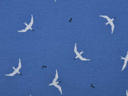 Jersey M�wen, weiss jeansblau