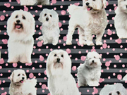 RESTST�CK 40 CM Jersey Digitaldruck Hunde, Streifen Punkte