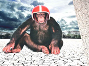 Jersey Affe 2 in 1 Panel Digitaldruck