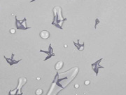 Magic Softshell V�gel, grau