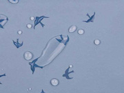 Magic Softshell V�gel, rauchblau