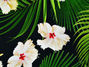 Jersey Hibiskus Bl�ten Bl�tter Digitaldruck, weiss gr�n schwarz