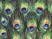 RESTST�CK 34 cm Jersey Digitaldruck Pfauen Federn, gr�n